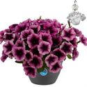 Bild von HP27 o.kl. Petunia Purple veins